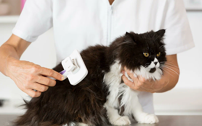 Convenient doorstep pet care services in Pondicherry including grooming, vet checkups, & pet hygiene care
