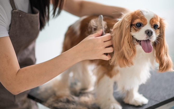 Expert pet grooming and veterinary care services in Pondicherry for healthy and happy pets at home