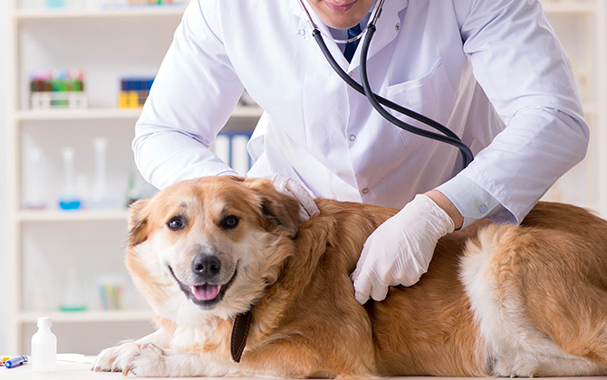 Expert veterinary pet care services at home in Pondicherry, including grooming, health checkups, and vaccinations.